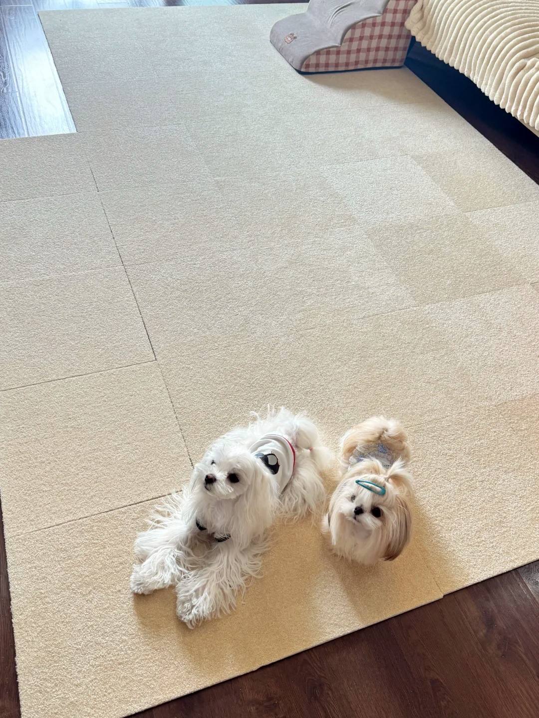 養(yǎng)寵裝修,寵物家庭裝修,養(yǎng)寵裝修選材