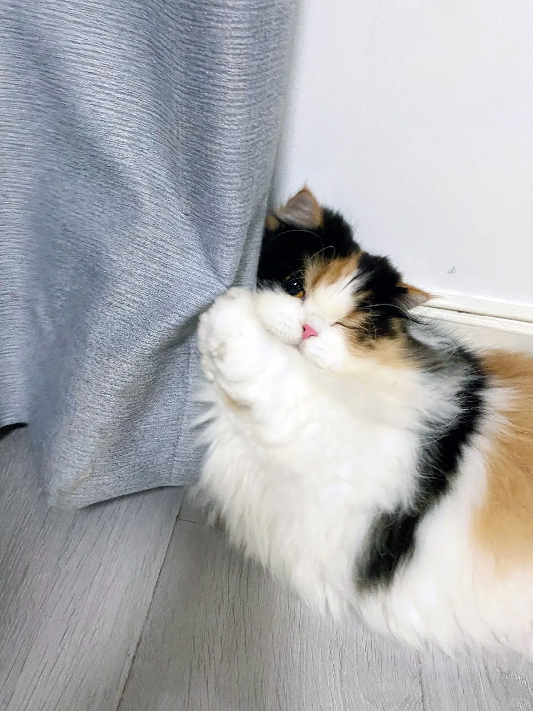 養(yǎng)寵裝修,寵物家庭裝修,養(yǎng)寵裝修選材